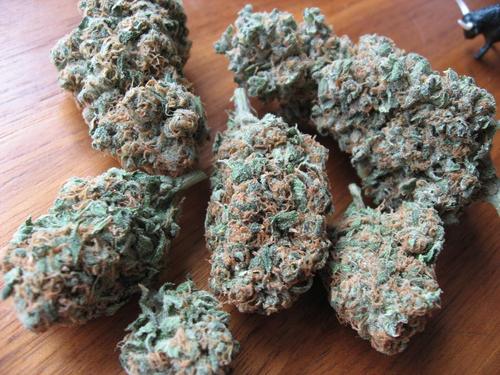 NugzOfJoy's profile picture. Premium Los Angeles medical marijuana delivery service. We'll tweet you when our variety of strains are ready! Killer deals NOBODY can beat.Coming March2012.