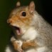 a squirrel (@flippers79) Twitter profile photo
