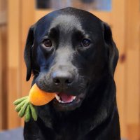 Black Labrador 「Coco」&「Ver」 (@rascal_0101) Twitter profile photo