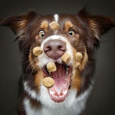 canfelprotein's profile picture. 