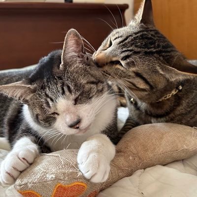 VDG4Jt5wRXYGpuC's profile picture. 動植物（虫以外）全般大好きなおばさんです。自衛隊（特に陸自）大好きで応援してます！