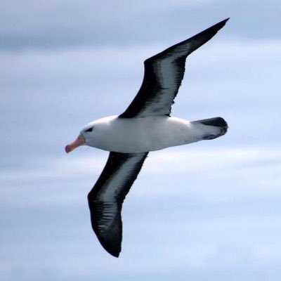 albatros 🪽