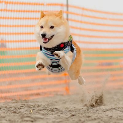 父ポメラニアン3kg、母柴犬6kg　2021年11月5日に生まれたししまるです。飼い主の願いをよそに、親の体重超えて成長中U^ｪ^U
バキュームカー並の食欲で只今9.6kg😱立派な中型犬に成長しました🤣