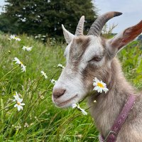Handley Farm (@handleyfarmcic) 's Twitter Profile