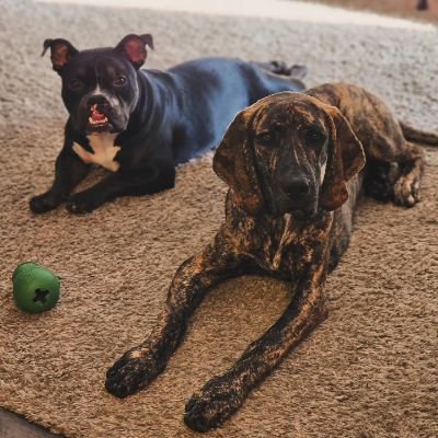 Follow us for some chaos! ✌🏻
🐾Echo • Great Dane Mix • 10/2/23
🐾Poe • American Bully Mix • 10/9/22