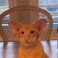 Pinecone (@ronronson_) 's Twitter Profile