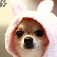 왈왈 🆅 (@goodwalwar1) 's Twitter Profile Photo 왈왈 🆅 (@goodwalwar1) 's Twitter Profile Photo