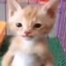 gatinho laranja barrigudo (@naosou1gato) Twitter profile photo gatinho laranja barrigudo (@naosou1gato) Twitter profile photo