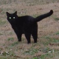 Schwarzzz (@schwarzz777) 's Twitter Profile