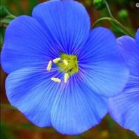 Ella Lechman (@klio1212) 's Twitter Profile