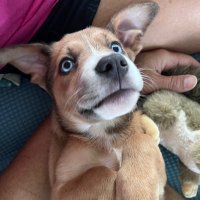 Keith’s Political X Acct. (@based_desantis) 's Twitter Profile