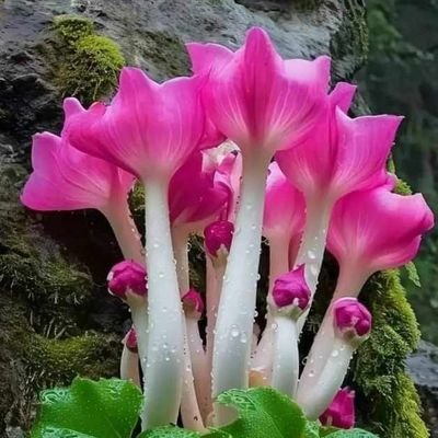 SangthuSherpa's profile picture. 