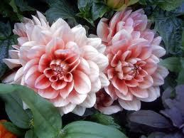 luvbug913's profile picture. 