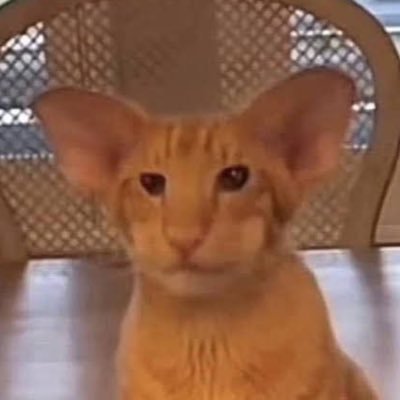 icwienerさんのプロフィール画像