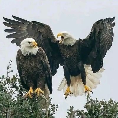 fe57f065c96540f's profile picture. AB