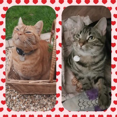 Love my kitties 🐱 🐈⬛ interiors 🏡 gardening 🌸 cake 🍰 coffee ☕️ and my little vintage Etsy Shop 🏚️