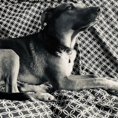 SteinStrasse91's profile picture. Sinodal del gonadal. Urología #GoPackGo