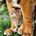 Samyuktha Saravanan (@samyukthasarav) Twitter profile photo Samyuktha Saravanan (@samyukthasarav) Twitter profile photo