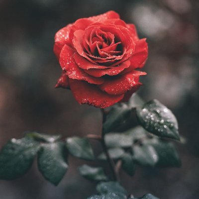 louincolor's profile picture. 