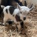 Little Goat (@EmmaIsSmol) Twitter profile photo