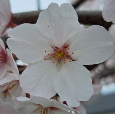 officeTFE's profile picture. 名古屋のまんなかでくるまのお仕事と営業コンサルをしてます✨🎵🍀仲良くしていただけたら嬉しいです