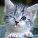 Addison Wilkinson - @dixiewilkinson1 - Twitter