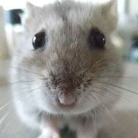しょこ♂★ (@figdazryawl4xjv) 's Twitter Profile Photo しょこ♂★ (@figdazryawl4xjv) 's Twitter Profile Photo