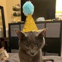 party hat(@reallylittlecat) 's Twitter Profile Photo