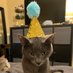 party hat (@reallylittlecat) Twitter profile photo