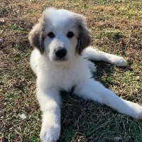 Joy is ✨Querying✨ 🥀🪦 (@joyful_joy5) 's Twitter Profile Photo Joy is ✨Querying✨ 🥀🪦 (@joyful_joy5) 's Twitter Profile Photo