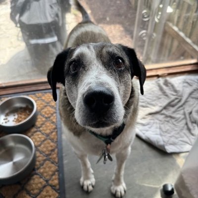 njdesantis's profile picture. 