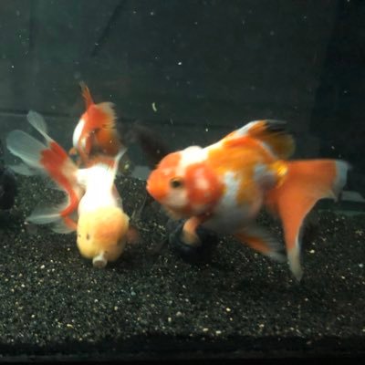 Urban farm and family blog. We raise fancy goldfish, some of our food, little bit of homesteading, and some crafts.