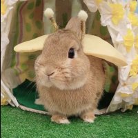 みかんたん🍊 (@_usagi_mikan) 's Twitter Profile