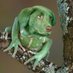frogdog (@bruhtardio) Twitter profile photo