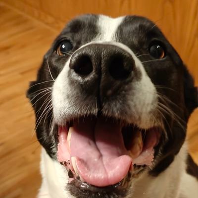 Ludicrous_SpdGo's profile picture. The assembly was in confusion: Some were shouting one thing, some another. Most of the people did not even know why they were there. -Acts 19:32