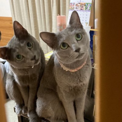 Lilo1129's profile picture. お仕事の依頼はこちらまで→@verymelon5