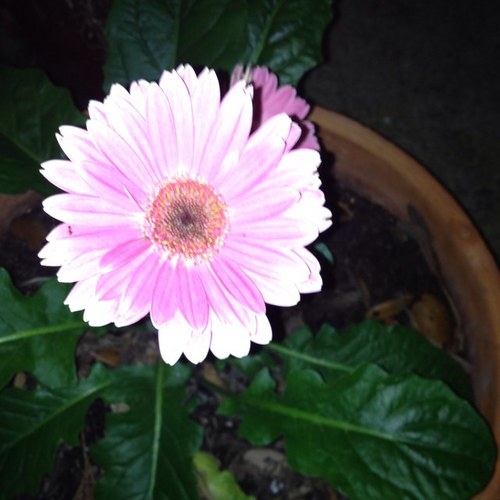 smniland's profile picture. 