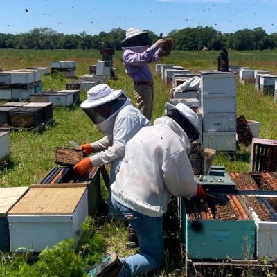Co-owner of Proffitt Apiaries. commercial queen producer, pollination, honey and NUCs. 500+ hives