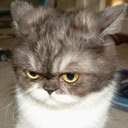 Annie Lapointe - @annielapointe72 - Twitter