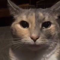 baloney (@r3surrections) 's Twitter Profile