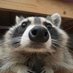 A Raccoon’s Stash (@hudsontarkov) Twitter profile photo A Raccoon’s Stash (@hudsontarkov) Twitter profile photo