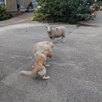 farnwide's profile picture. 