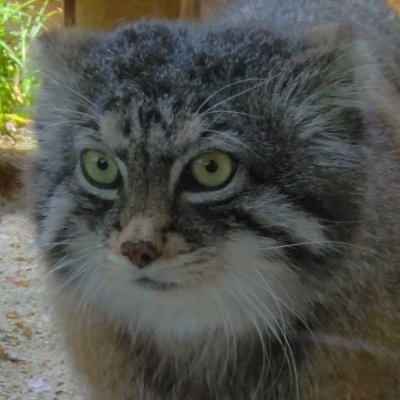 マヌルネコ、猫科の動物が大好きです。
推しマヌルはポリたん💕心の恋人ボル様😼
イーちゃんのおちりは国宝級😻
いつか北のモフ王グルに会える事を夢見て、日々の労働頑張ってます。
のんびりやってるので、反応鈍いです🙇