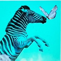 The Chaotic Zebra(@kansasrochelle) 's Twitter Profile Photo