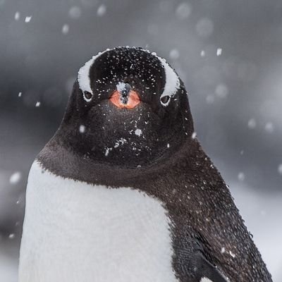 こんにちは！ペンギヌス・フォン・ハプスブルクです🐧ペンギン大ペンギン主義です。愚痴をこぼします。それでも良かったらフォローしてください😊