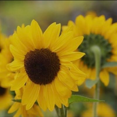 louiseamalea12's profile picture. Live the life you LOVE the life you live💗 Pro common sense, Freedom of choice!
