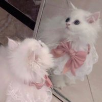 란 (@3lyx__) 's Twitter Profile
