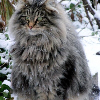 Chris_Somewhere's profile picture. 