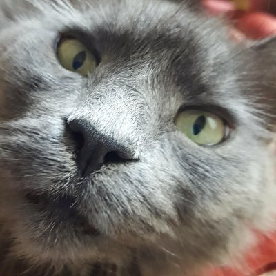 Bar1Koekemoer's profile picture. Cats, wine and music. Not necessarily in that order. 🐈🍷🎹