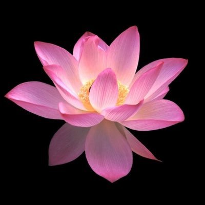 kanbi90108634's profile picture. COBRA情報を自分の体験により一番信頼しています。 「いいね」は保留のツイートに対してもつけます。 世の中にはCOBRA情報に似せた偽情報が氾濫しています。Q関連やチャネリング情報はCOBRAとは無関係です。